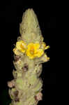 Common mullein